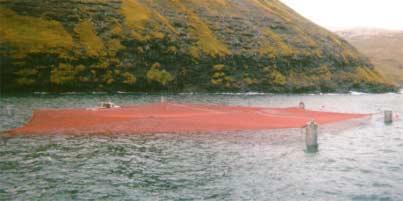 Ocean Spar Sea Cage-Faroe Islands 750T of Atlantic Salmon each growing