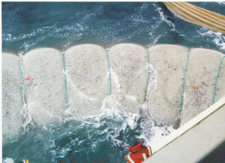 Immediate Applications of Sea Farming Technology For Fishers The Fish Feed Business already exists Its all caught by fisherman for- 1.