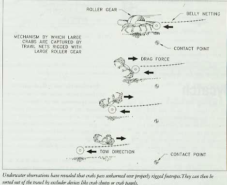 efficiency 1986-1987 Found large king crab enter trawls