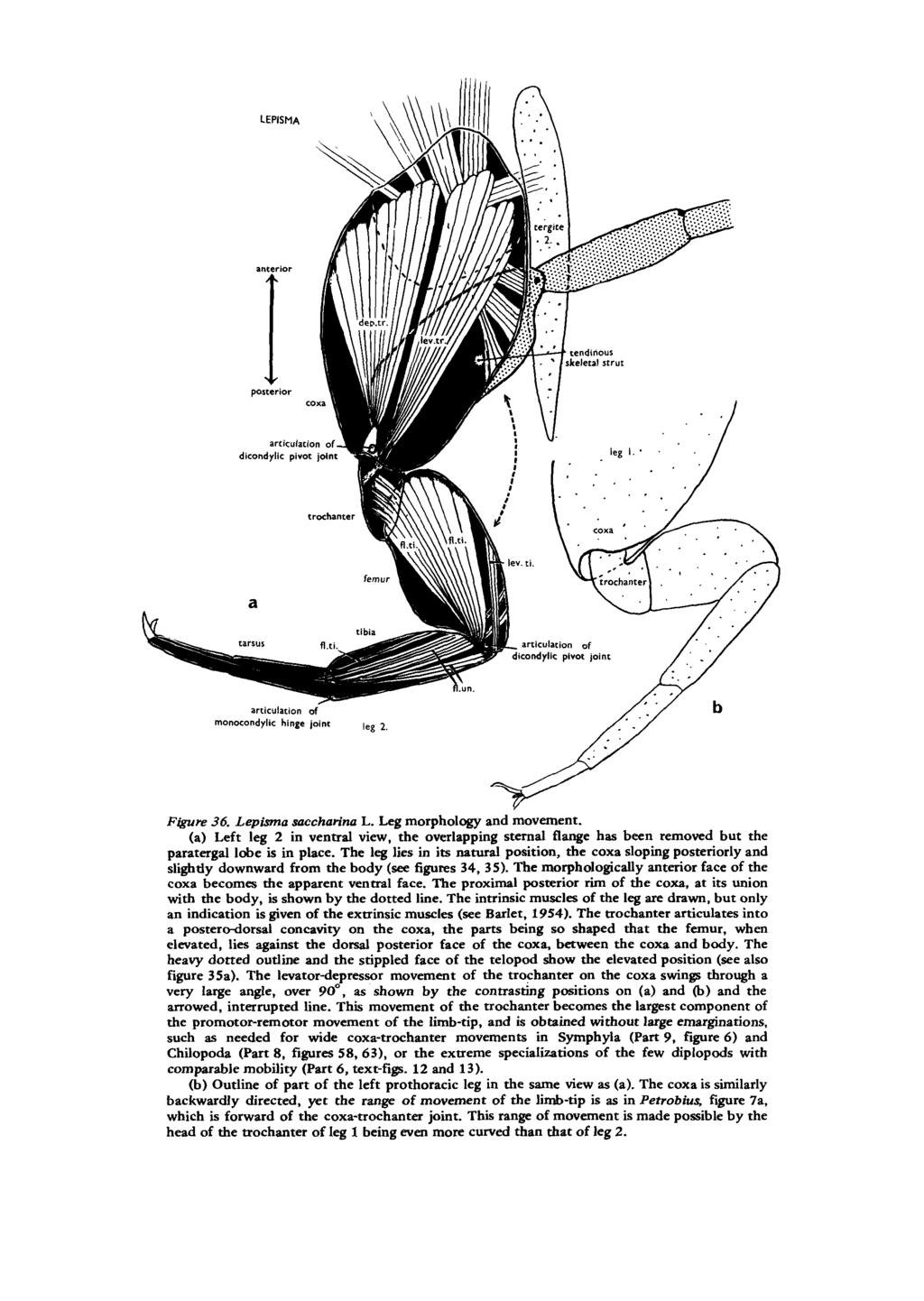 Figure 36. Lepisma saccharinn L. Leg morphology and movement. (a) Left leg 2 in ventral view, the overlapping sternal flange has been removed but the paratergal Lobe is in place.