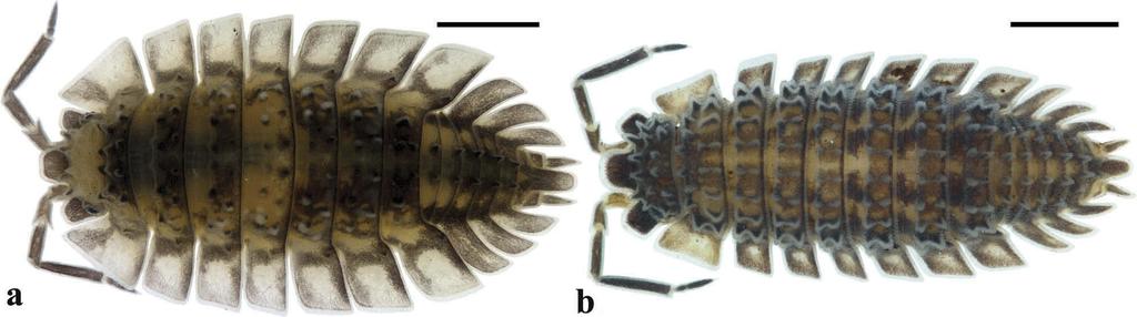 8 G. M. CARDOSO ET AL. Figure 6. (A) Neotroponiscus iporangaensis sp. nov. paratype MZUSP 35062 in dorsal view; (B) Neotroponiscus tuberculatus sp. nov. paratype MZUSP 35064 in dorsal view.