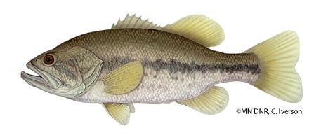 Smallmouth Bass Micropterus dolomieu Largemouth Bass Micropterus salmoides Habitat: Lakes and rivers near rocks, brush and drop-offs Behavior: