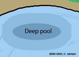 pools; makes croaking or booming sound using its swim bladder Food: Insects, crayfish, clams, snails, and, occasionally, zebra mussels Habitat: Large river systems, in backwater