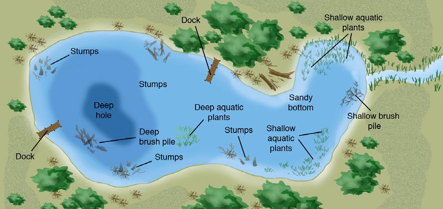 Chapter 1 Lesson 5 Habitat Hideout 1:5-3 Largemouth bass, crappies, and bullheads often hide in areas with submerged logs or brush piles. Fallen trees and brush attract minnows and insects.