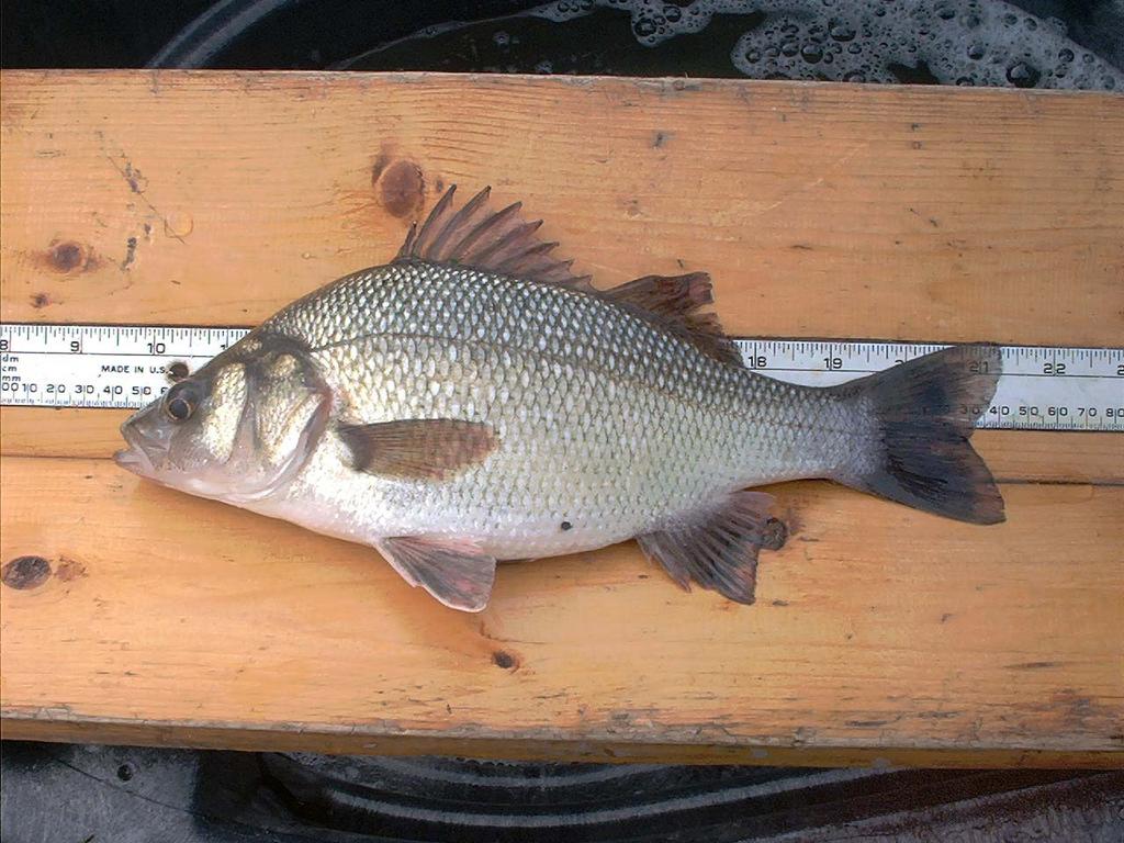 Upper: Striped bass from the Presumpscot River below Presumpscot