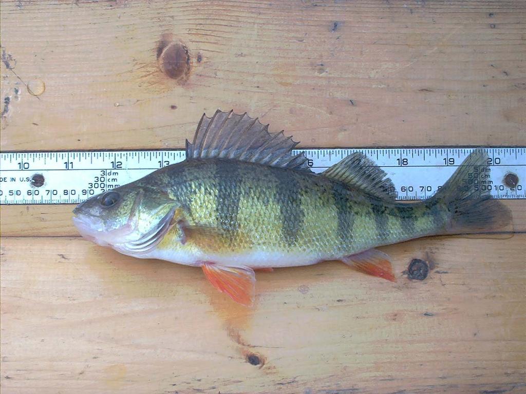 MBI Presumpscot R. Fish and Habitat Assessment July 31, 29 association of warmwater fish species that apparently justified the original introduction of smallmouth bass in Maine (Warner 25).