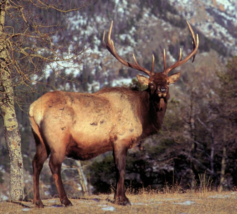 M odern wildlife management evolved in the late 1930 s and 40 s.