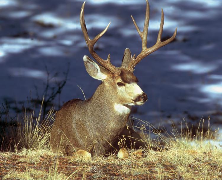 Mule Deer Wildlife programs concentrate on maintaining the proper balance between wildlife populations and their available habitat. Does Hunting Affect Wildlife?