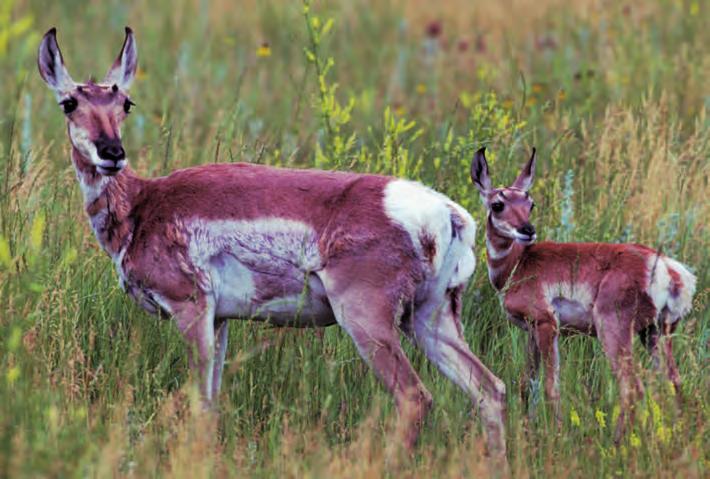 Pronghorn Antelope Now is the time for you to become concerned about wildlife in our country. S uccessful wildlife management programs have had a positive effect on our nation s wildlife.