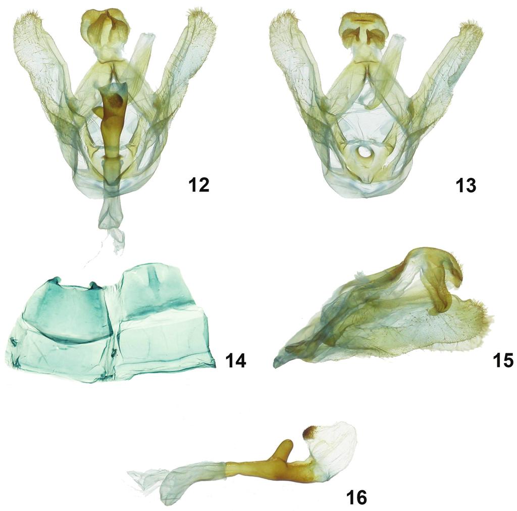 48 Isidro A. Chacón et al. / ZooKeys 421: 39 63 (2014) Figures 12 16. Symmerista inbioi 12, 13 Holotype male genitalia INB0003487050 14 Male St8 15 Uncus 16 Phallus.