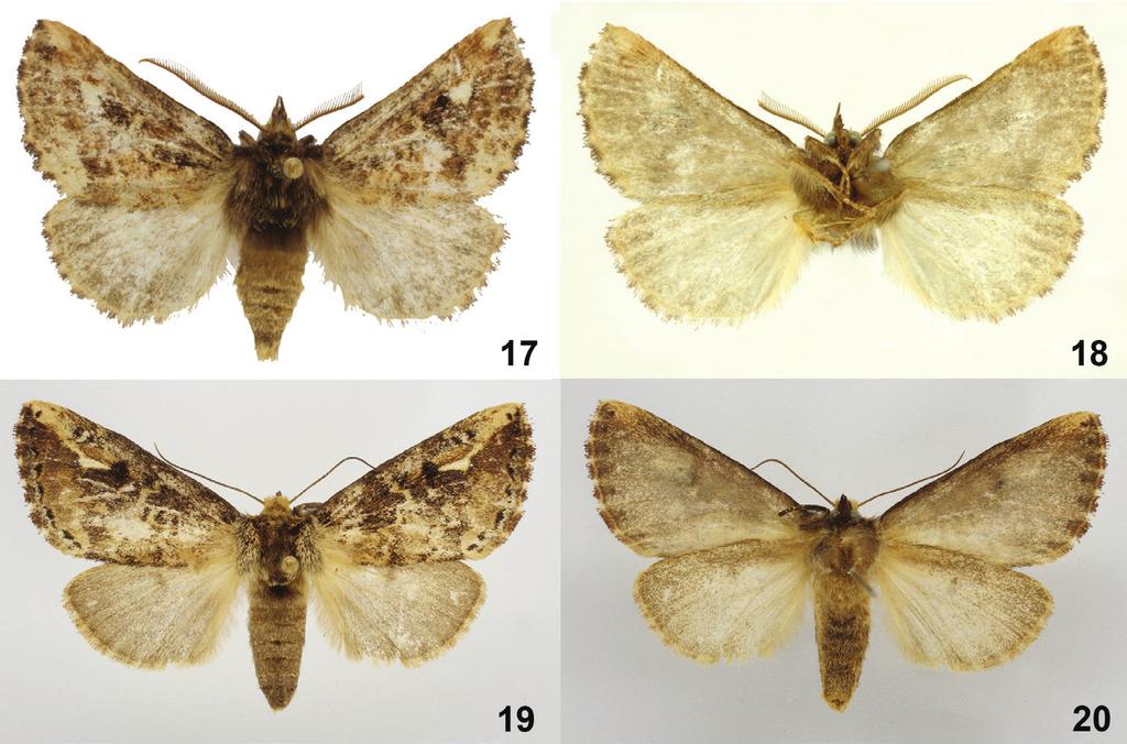Four new species of Symmerista Hübner, 1816 (Notodontidae, Nystaleinae) from Costa Rica 51 Figures 17 20.