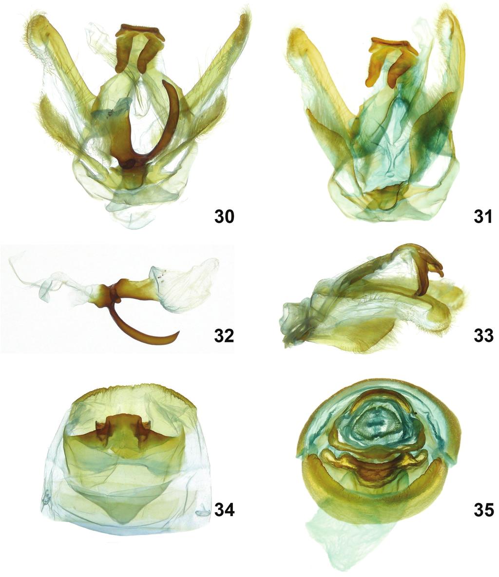 Four new species of Symmerista Hübner, 1816 (Notodontidae, Nystaleinae) from Costa Rica 55 Figures 30 35.