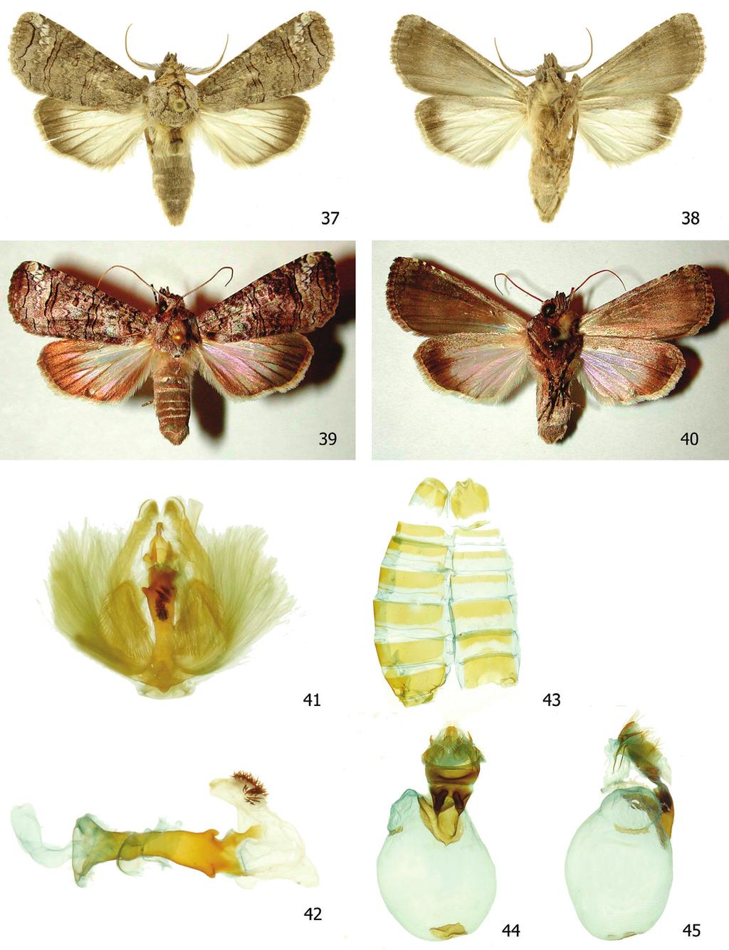 Four new species of Symmerista Hübner, 1816 (Notodontidae, Nystaleinae) from Costa Rica 59 Figures 37 45.