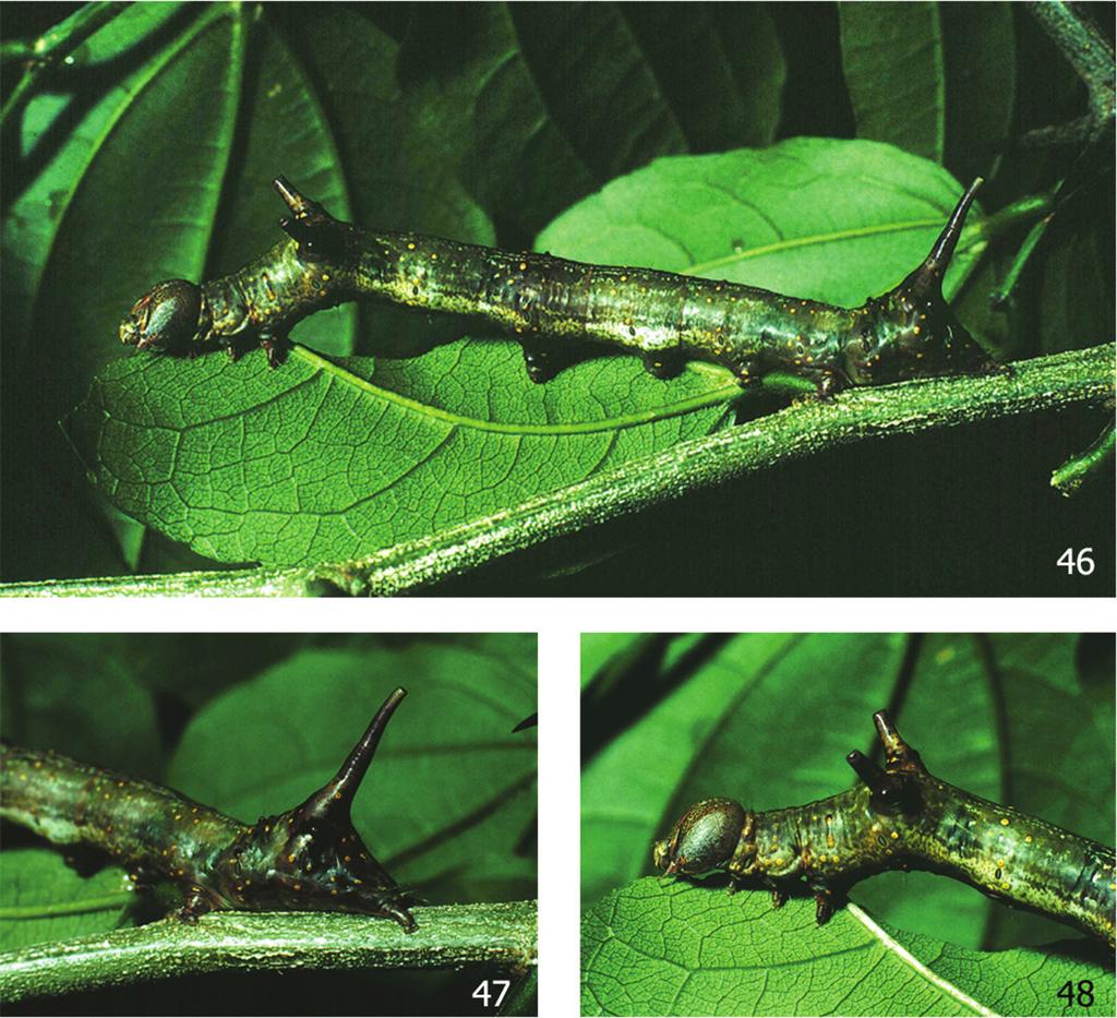 60 Isidro A. Chacón et al. / ZooKeys 421: 39 63 (2014) Figures 46 48. Ultimate instar of Elymiotis tlotzin 90-SRNP-1223 on its food plant (Rhamnaceae: Zizyphus guatemalensis).