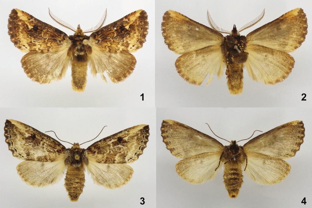 Four new species of Symmerista Hübner, 1816 (Notodontidae, Nystaleinae) from Costa Rica 43 Figures 1 4.
