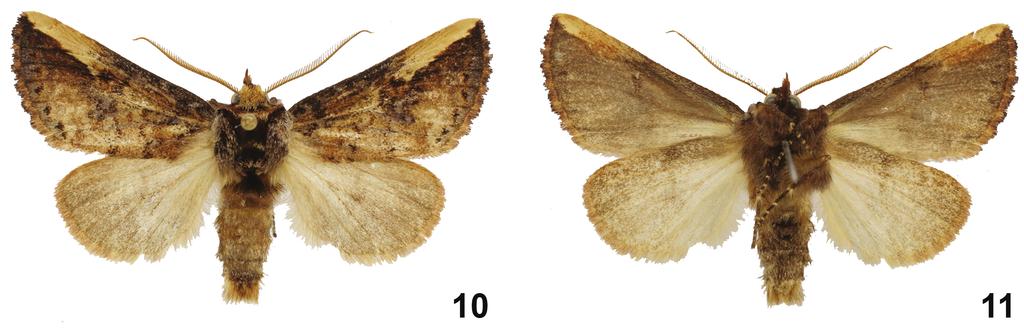 Four new species of Symmerista Hübner, 1816 (Notodontidae, Nystaleinae) from Costa Rica 47 Figures 10, 11. Symmerista inbioi Holotype male dorsal and ventral INB0003487050. Etymology.