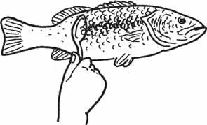 10 Basic Fl Y FishinA Guide for the Beginning Angler G FISH CLEANING It s fun to learn to clean and cook your fish. Ask an adult for help and be careful with the knife. Keep cleaned fish ice-cold.