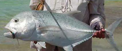 Ts (Giant Trevally) and the opportunity to fish for many other saltwater species.
