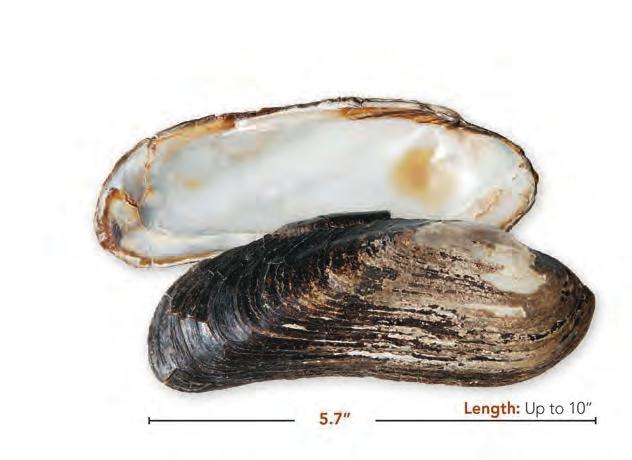 Spectaclecase Margaritifera monodonta (Say, 1829) listed as Cumberlandia monodonta in previous version Shell: Brown in juveniles and black in adults, very elongate, usually curved, valves gaping