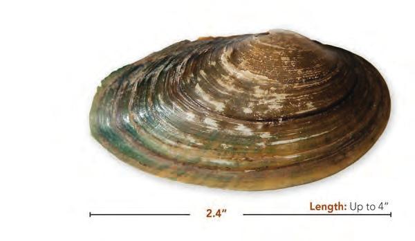 Cylindrical Papershell Anodontoides ferussacianus (Lea, 1834) Shell: Thin, elliptical with a straight dorsal margin; periostracum yellowish brown to light green, sometimes with green rays; beak