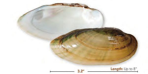 Yellow Sandshell Lampsilis teres (Rafinesque, 1820) Shell: Elongate, inflated, shiny yellow, greenish rays sometimes present; female is postbasally more rounded and inflated than male; female mantle