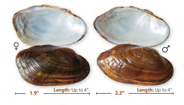 Pondmussel Ligumia subrostrata (Say, 1831) Shell: Brown or black with green rays; elongate and moderately inflated; female shell is postbasally rounded; male is suboval, tapered and posteriorly