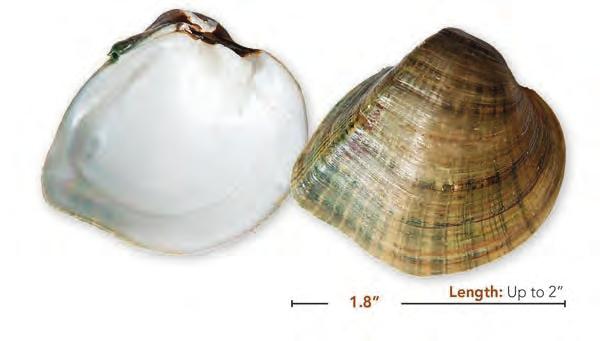 Deertoe Truncilla truncata (Rafinesque), 1820 Shell: Subtriangular, highly variable color with interrupted rays of green or brown V-shaped or zigzag marks; sharply pointed postbasal margin;