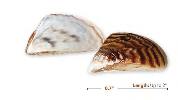 Zebra Mussel and Quagga Mussel Dreissena polymorpha (Pallas, 1771) and Dreissena bugensis (Andrusov, 1897) Shell: Relatively small, triangular, and elongate with alternating cream and brown or black