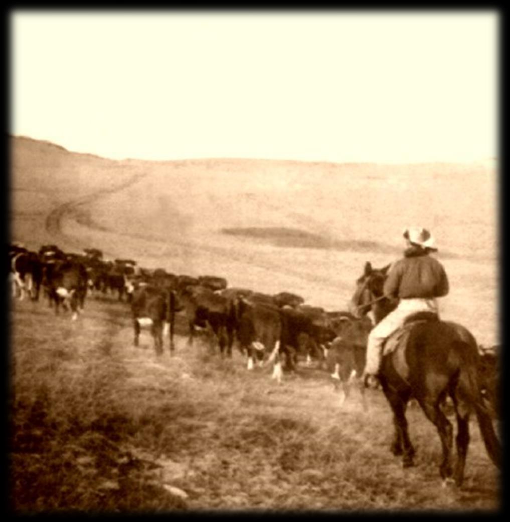 Section 1: Range Wars Ranchers let cattle roam free on the open range - stock identified by brands. - mavericks: were cattle that did not have any distinguishing brand.