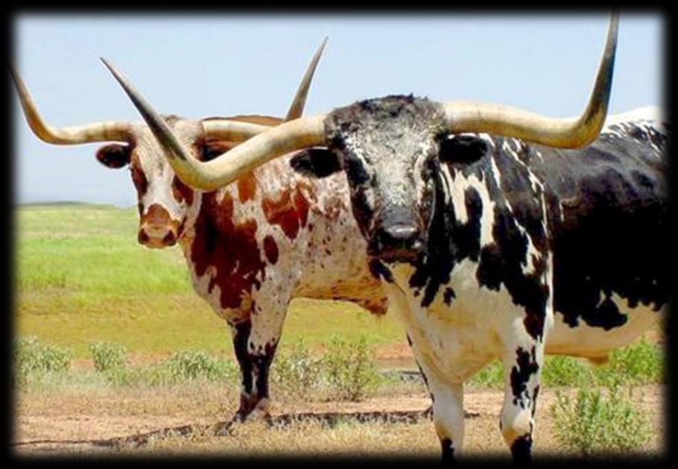 Section 1: The Cattle Kingdom Large herds of wild cattle roamed Texas called Texas