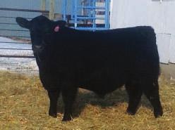 365 Index: 74 BW EPD: +3.9 WW EPD: +62 YW EPD: +99 Milk EPD: +25 TM: +56 Full brother to the high selling bull from last year sale, selling to Leedale Colony.