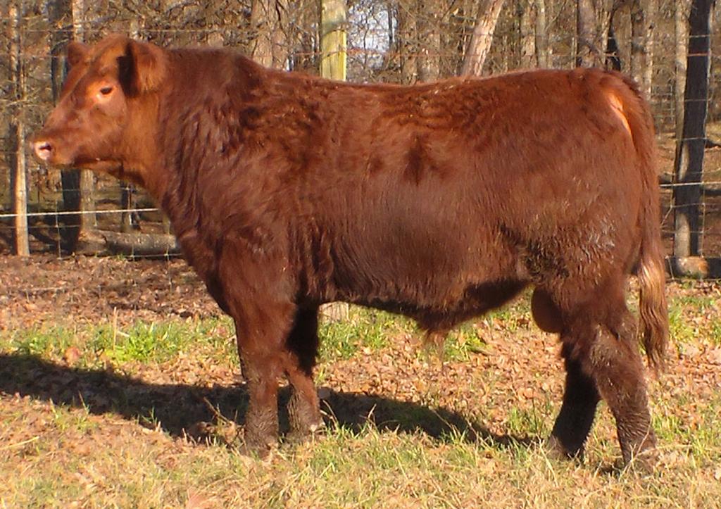 ore Bull for Your Buck Sale