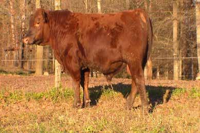 He should sire tremendous females as he is backed by a 7 dam and a maternal brother was the top selling bull in a past sale. Base price: $ 26.