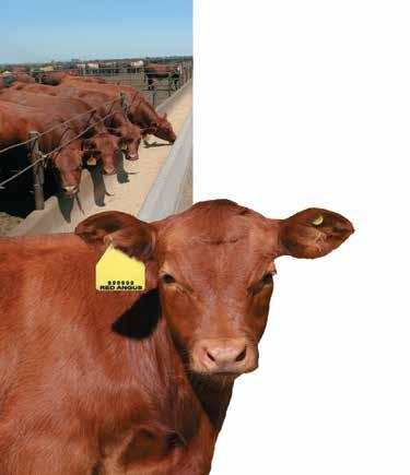 in either a Visual Tag only, or Combination: Visual Tag & RFID Tag No Enrollment Fee Traceability to at least 5% Red Angus Bloodlines