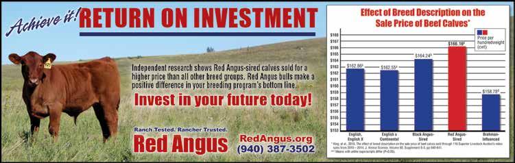 Contact us today for Certified Red Angus value-added opportunities! CERTIFIED RED ANGUS (94) 387-352 www.redangus.