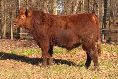His 3 donor dam has produced a herd sire for us, as well. Base price: $3.