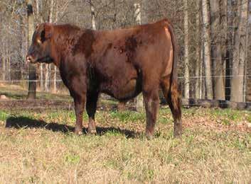 son of Oscar out of one of the most dependable cow families on the ranch. His grand dam is a donor for us, and he should sire the keepin' kind. Base price: $26.
