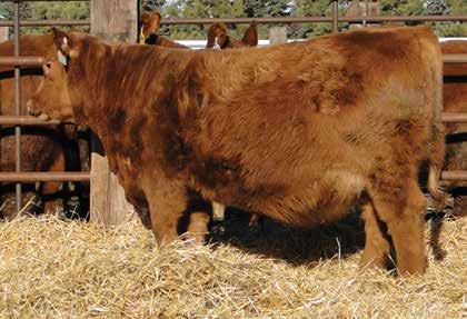 Heifer Calves H13 A. B. U Pick Em Choice LMG MISS LASS 2502 March 7, 2012 WW: 622 lbs. LMG MISS LASS 2512 March 7, 2012 WW: 593 lbs.