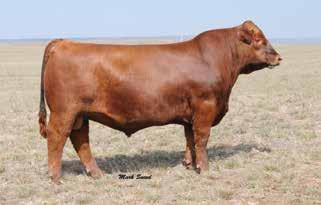 made. Check out their full brother, 108 in the yearling bulls. He is very impressive and the daughters out of him will be fabulous.