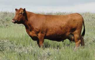 The Grand Statement bull iconsistently produces sons and daughters with deep bodies, longer made, and thicker quarters and top lines.