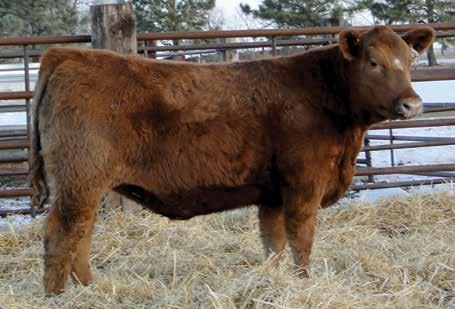 Check out all the full brothers selling in the yearling bulls, like 113. He has a lot of power.