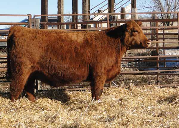 Registered Bred Heifers LMG MISS DYNETTE 1329 H1 March 20, 2011 1494708 RED Towaw Indeed 104H 1234513 LMG Dynette 3041 912625 Full Brother to H1 RED CC Expansion 5E RED Towaw Molly 67C BJR Monu