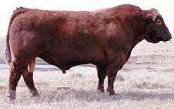 LMG Miss Dynette 1329 is one of the best genetically made females we have ever offered for sale. Her dam is the cow we call the greatest cow to ever walk our pastures.