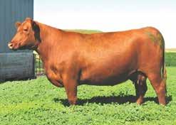We are currently using 2 sons of Dynette 902 and 3 sons of Dynette 3041 in our program. The sire to this good heifer is the great RED Towaw Indeed!