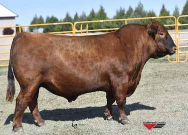 Page 8 Red Angus 19 Depth Charge 410D Reg.