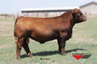 Reference Sires Page 13 C-T Red Quest 4010 Sire: Brown JYJ Redemption Y1334 Dam: C-T Blockana 2023 (HXC Conquest 4405P) 159 55 19-6.9 77 127 18 0.82 0.