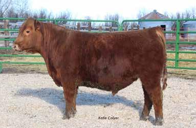 We feel he is producing cattle that are even better than he was which is a sign of a great herd bull. His progeny avg. ratio for BW on 8 sons was 87 and 111 for WW.