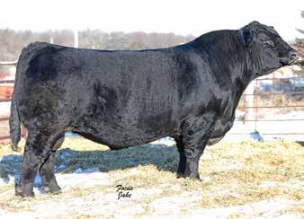Page 14 Reference Sires GGGE 3G Zip Line 266Z (88%) Sire: GGGE 3G Excellence 063X Dam: GGGE 3G Cowgirl Winnifred (GGGE Space Cowboy) CED BW WW YW Milk TM MB REA FPI 14-3.5 73 97 19 56 0.15 0.24 80.