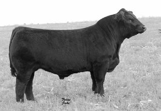 He is siring moderate framed cattle that have his look and muscle shape. Progeny are sound structured. First daughters are the most moderate purebreds we have ever had.