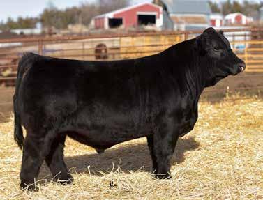 This calf has always stood out including in Denver where he intrigued many who saw him and was crowned Division champion. Zip Line progeny are gaining attention and this calf is why.